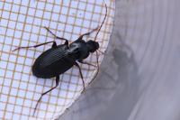 Platyderus depressus