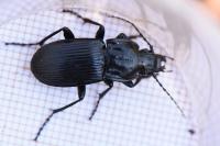 Abax parallelepipedus