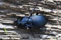 Abax parallelepipedus