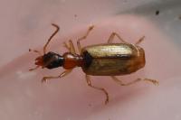 Demetrias atricapillus