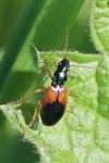 Anchomenus dorsalis