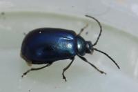 Agelastica alni
