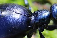 Meloe violaceus