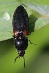 Calambus bipustulatus