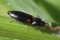 Calambus bipustulatus