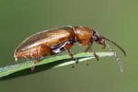 Orsodacne humeralis