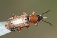 Orsodacne humeralis