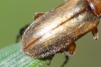 Orsodacne humeralis
