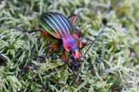 Carabus auronitens