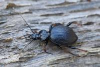 Cychrus attenuatus