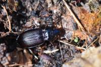 Nebria brevicollis