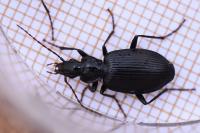 Platynus assimilis