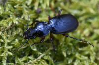 Pterostichus madidus