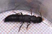 Ocypus aethiops