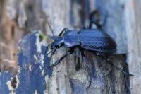 Carabus arvensis