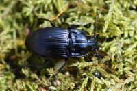 Abax ovalis