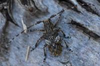 Mesosa nebulosa