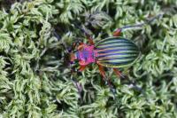 Carabus auronitens