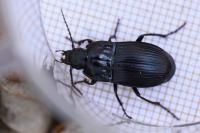 Abax ovalis
