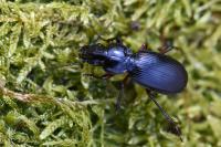 Pterostichus madidus