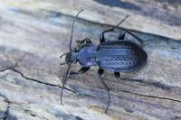 Carabus arvensis