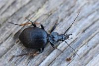 Cychrus attenuatus