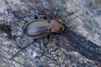 Carabus arvensis