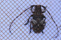 Mesosa nebulosa