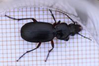 Pterostichus madidus