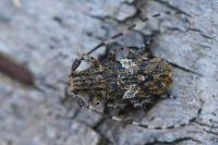 Mesosa nebulosa