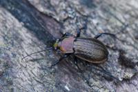 Carabus arvensis