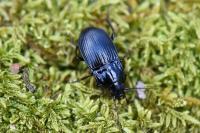 Abax ovalis