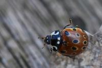 Anatis ocellata