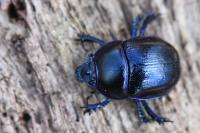 Anoplotrupes stercorosus