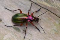 Carabus auronitens