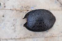 Cychrus attenuatus