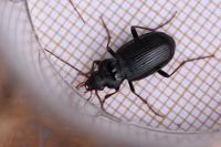 Nebria brevicollis