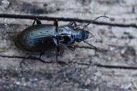 Pterostichus oblongopunctatus