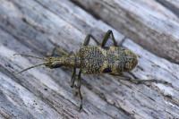 Rhagium mordax