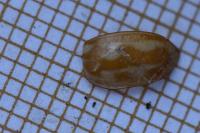 Myzia oblongoguttata