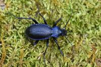 Carabus problematicus