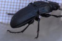 Abax parallelepipedus