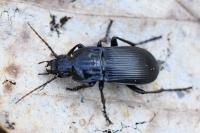 Abax parallelepipedus
