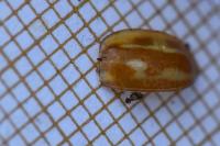 Myzia oblongoguttata