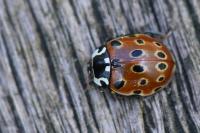 Anatis ocellata