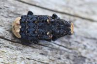Platyrhinus resinosus