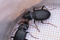 Nebria brevicollis