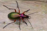 Carabus auronitens