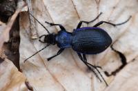 Carabus problematicus