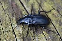 Abax parallelepipedus